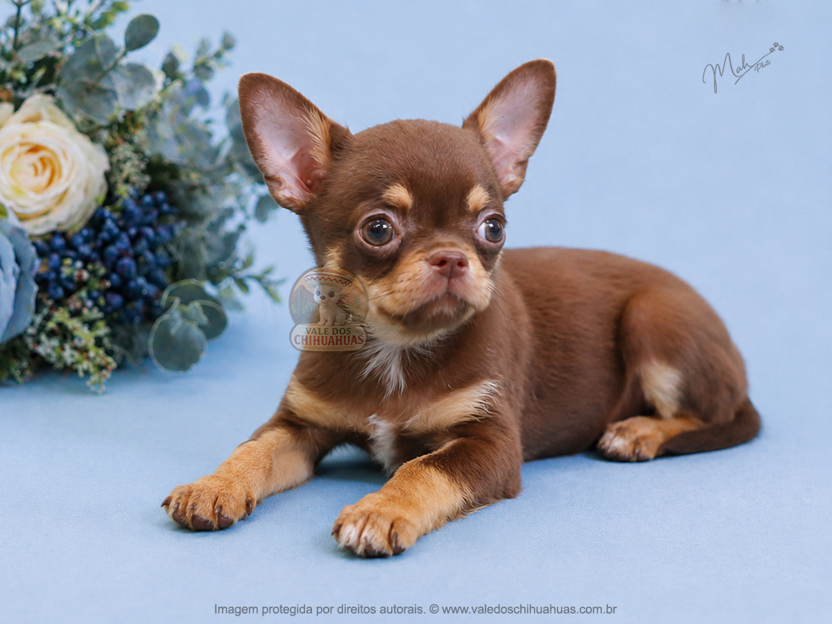Filhote de Chihuahua Disponível