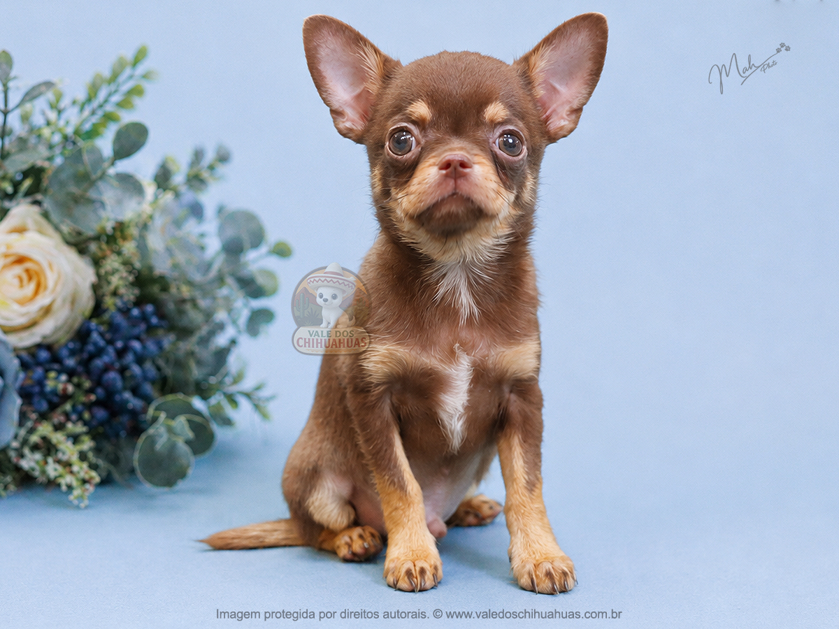 Filhote de Chihuahua Disponível