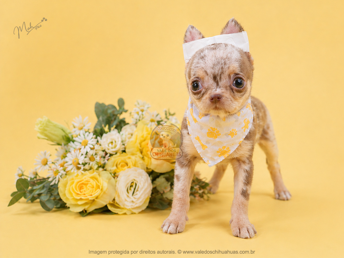 Filhote de Chihuahua Disponível