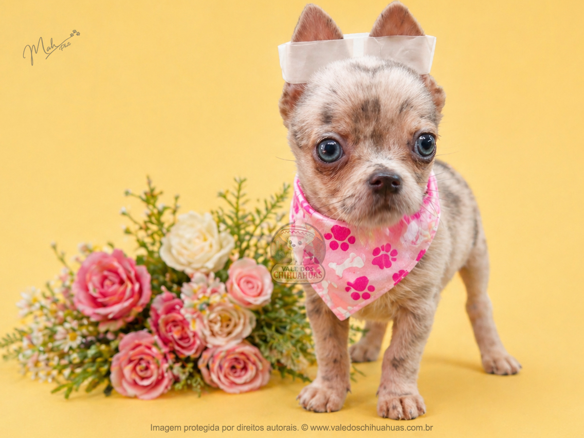 Filhote de Chihuahua Disponível