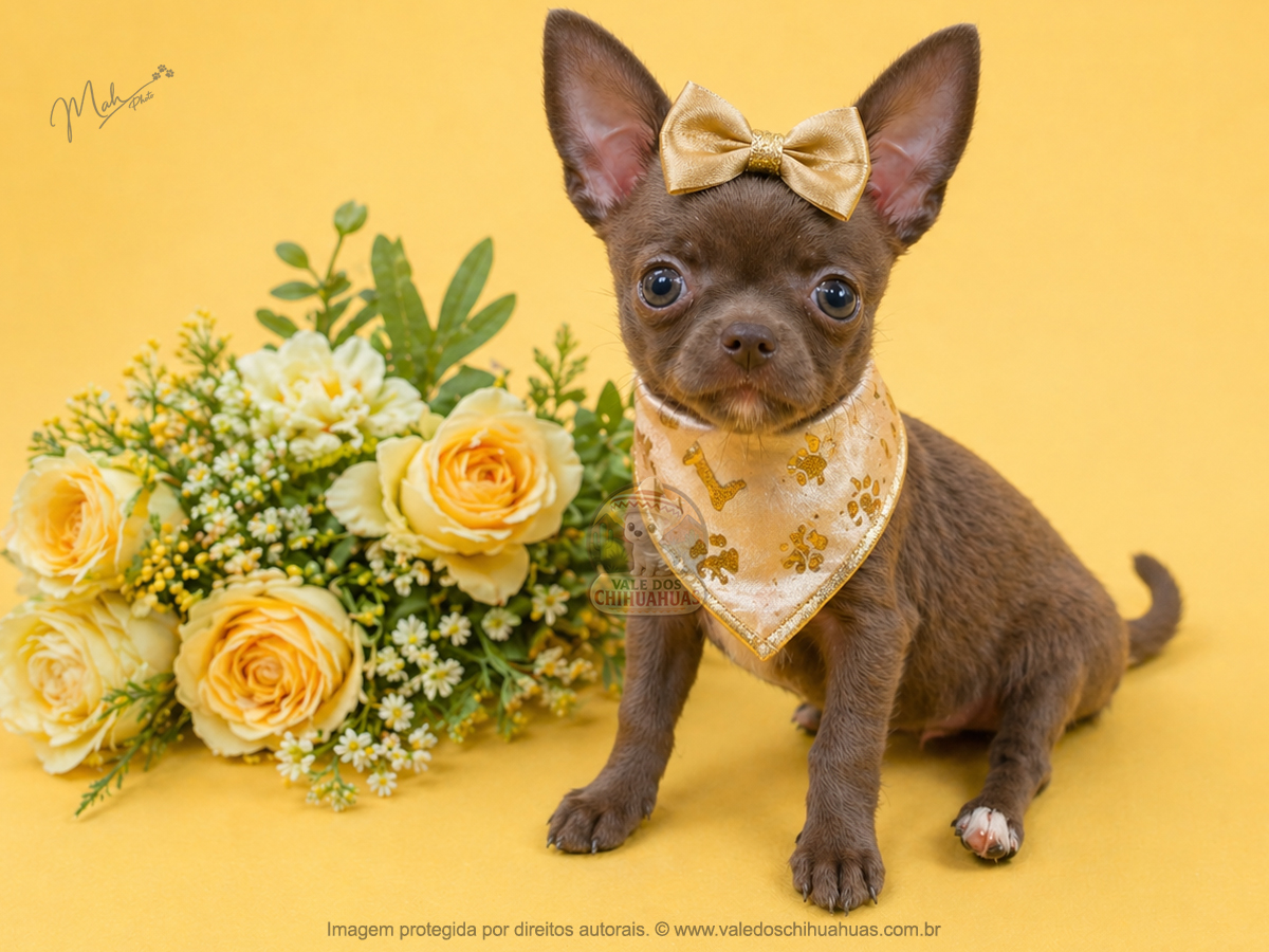 Filhote de Chihuahua Disponível