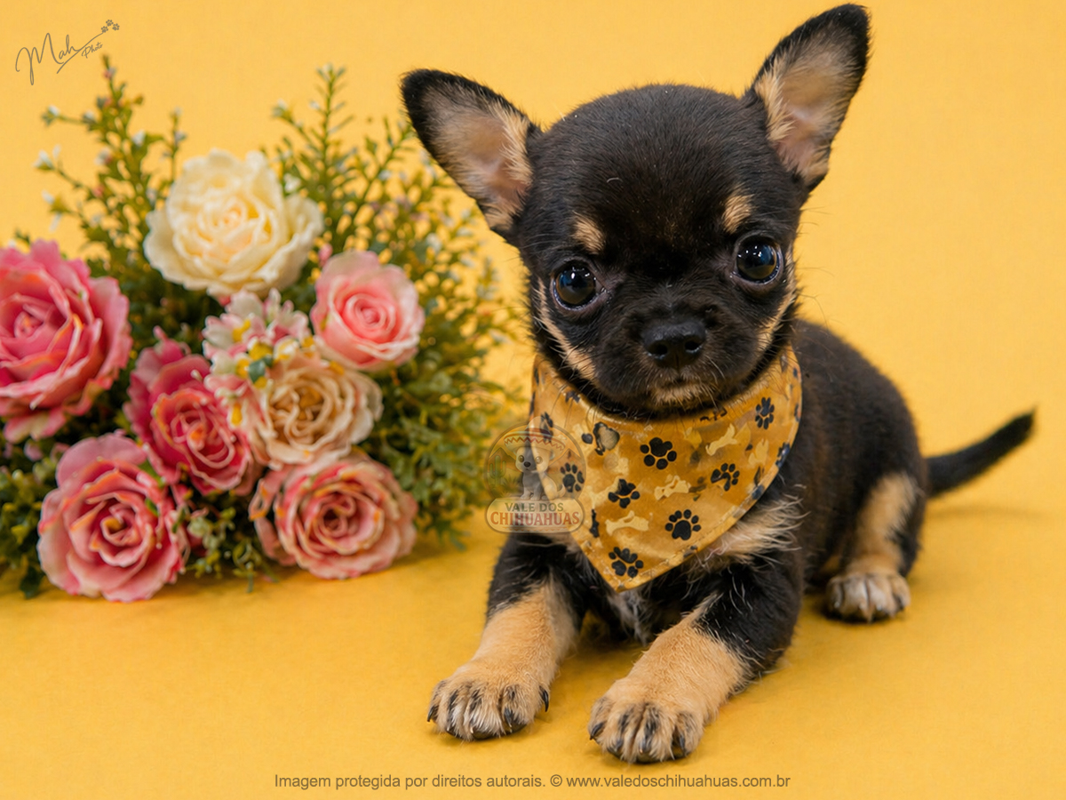Filhote de Chihuahua Disponível